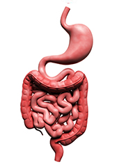 Diagram of a GI tract.